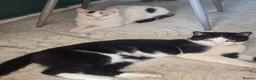 Mixed Breed cats for sale: Domino black Tiger lily white. 1 yr old cats - Advert 1