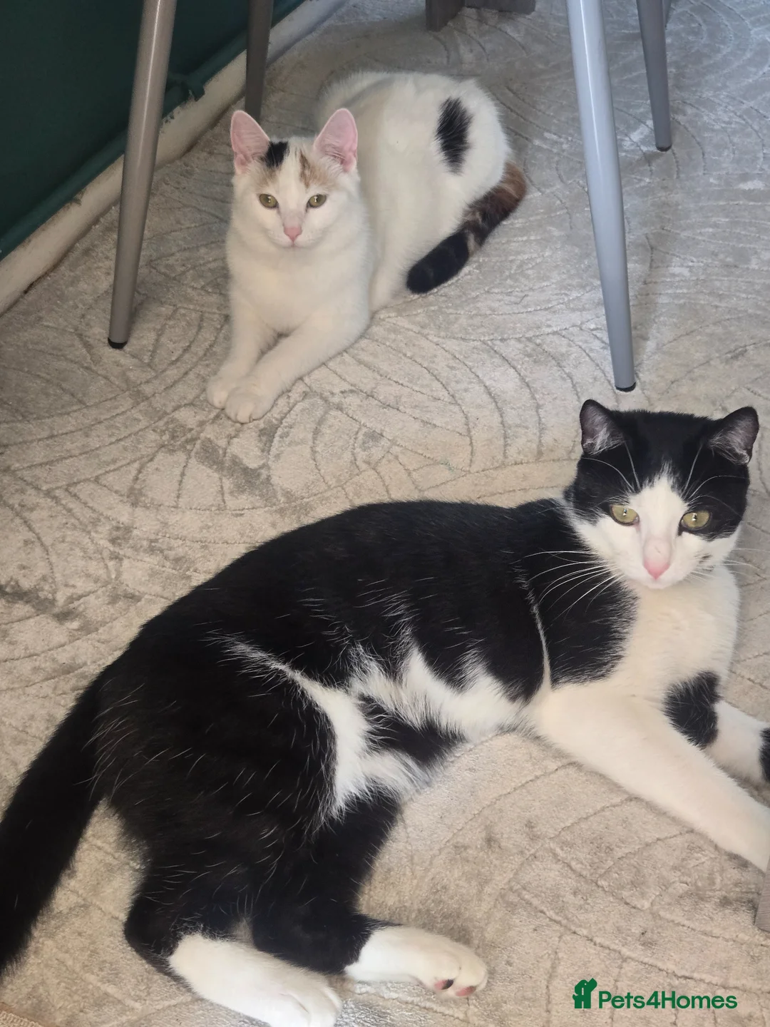 Mixed Breed cats for sale: Domino black Tiger lily white. 1 yr old cats - Advert 1