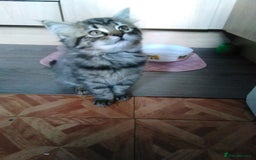 Domestic Shorthair cats for sale: Beautiful kittens looking for, forever homes. - Image 11
