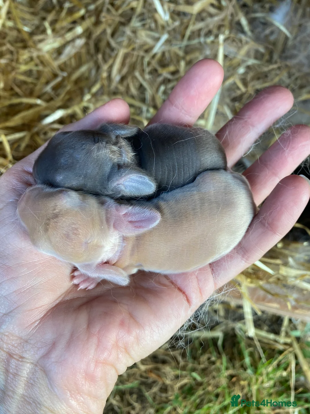 Mini Lop rabbits for sale: Beautiful pure breed mini lops  - Advert 2