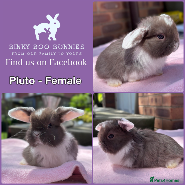 Mini Lop rabbits Baby Mini Lop Bunnies - Reserve now, collect 10/06 - Advert 1