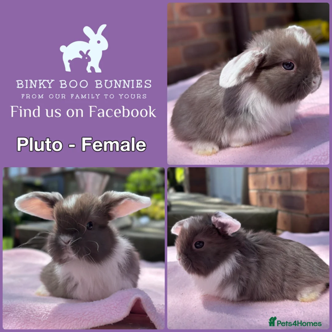 Mini Lop rabbits for sale: Baby Mini Lop Bunnies - Reserve now, collect 10/06 - Advert 1