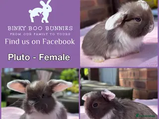 Mini Lop rabbits Baby Mini Lop Bunnies - Reserve now, collect 10/06 - Advert 1