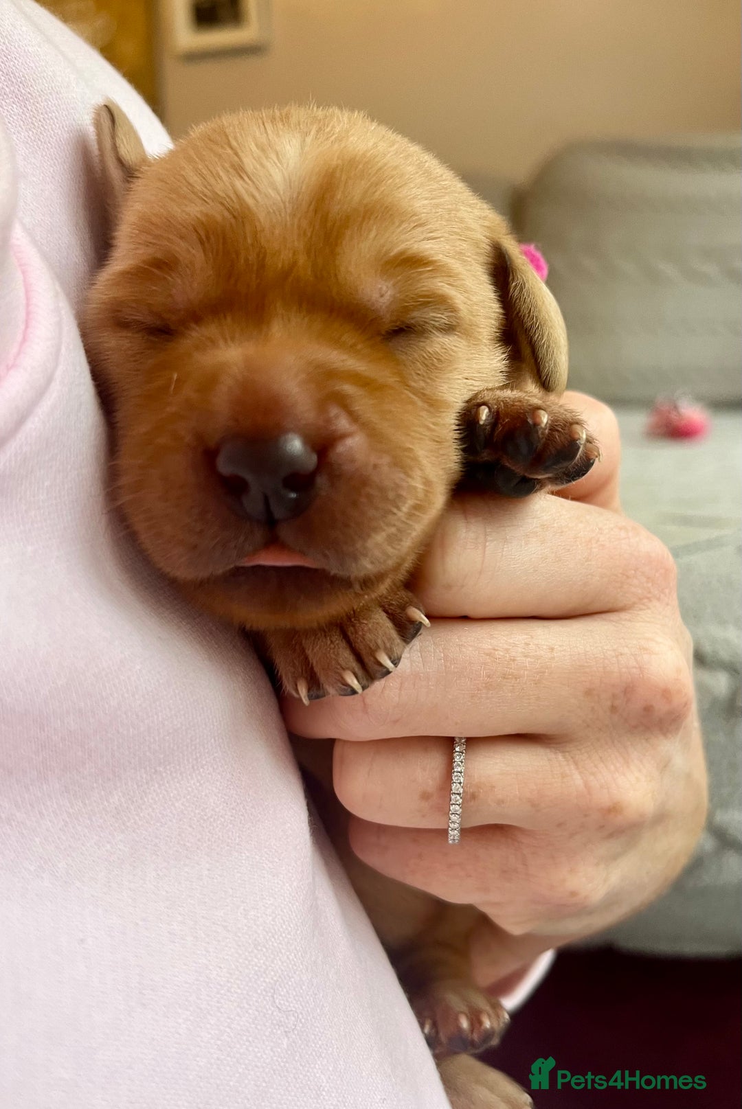 Labrador Retriever dogs for sale: Gorgeous Fox Red Labrador Puppies - Image 3