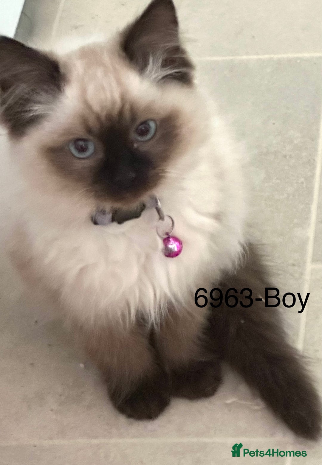 Ragdoll cats for sale: Lovely Ragdoll Kittens - Advert 3