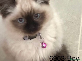 Ragdoll cats Lovely Chocolate Sealpoint Ragdoll Kittens - Advert 6