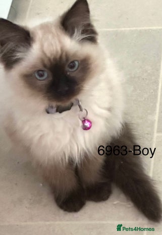 Ragdoll cats Lovely Chocolate Sealpoint Ragdoll Kittens - Advert 2