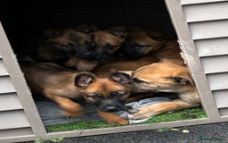 German Shepherd dogs for sale: Belgian Malinois  - Image 6