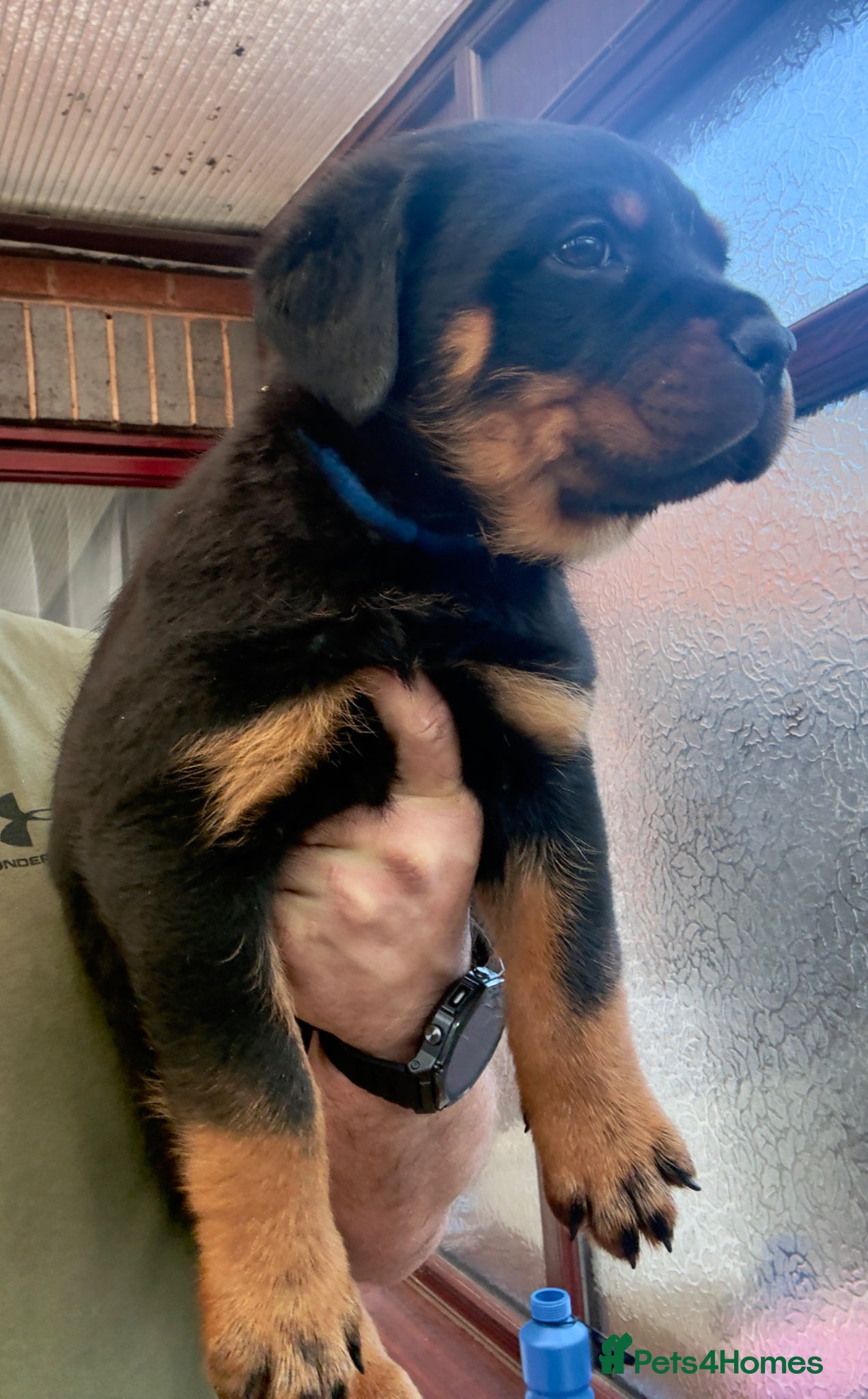 Rottweiler dogs Rottweiler Last Boy and Girl available  - Advert 10