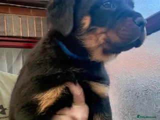 Rottweiler dogs Rottweiler Last Boy and Girl available - Advert 10