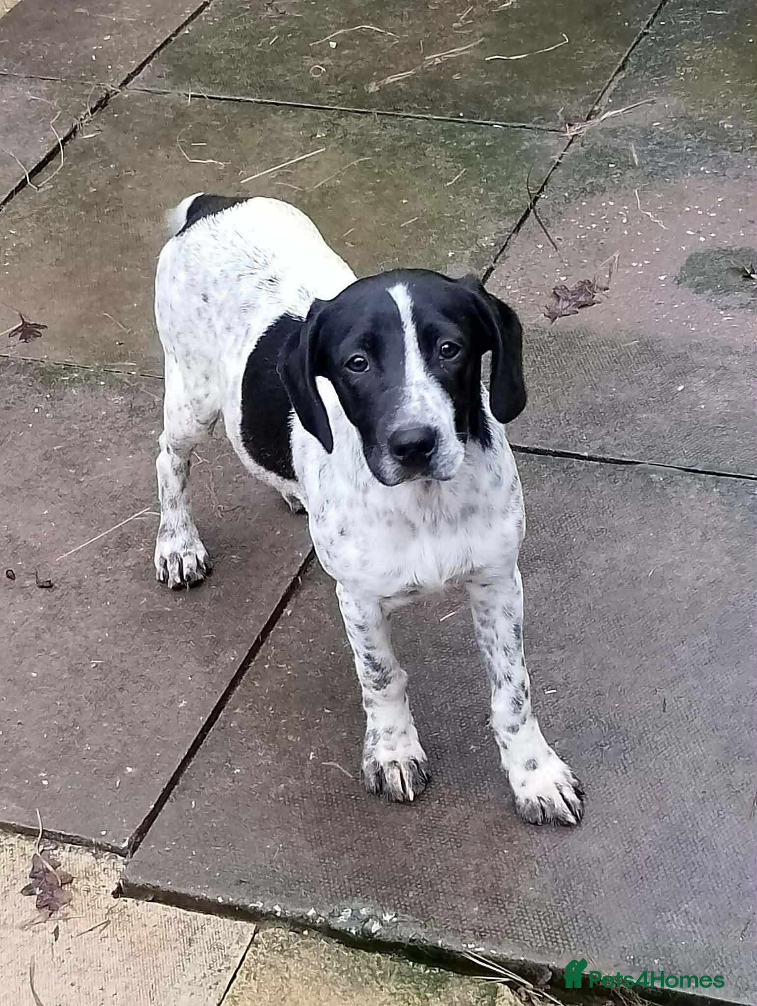 Mixed Breed dogs Beautiful German short haired pointer x cocker  - Advert 1