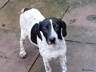 Mixed Breed dogs Beautiful German short haired pointer x cocker - Advert 16