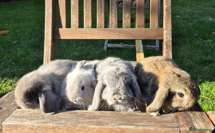 Mini Lop rabbits - Advert 3