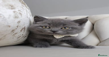 British Shorthair cats - Advert 6