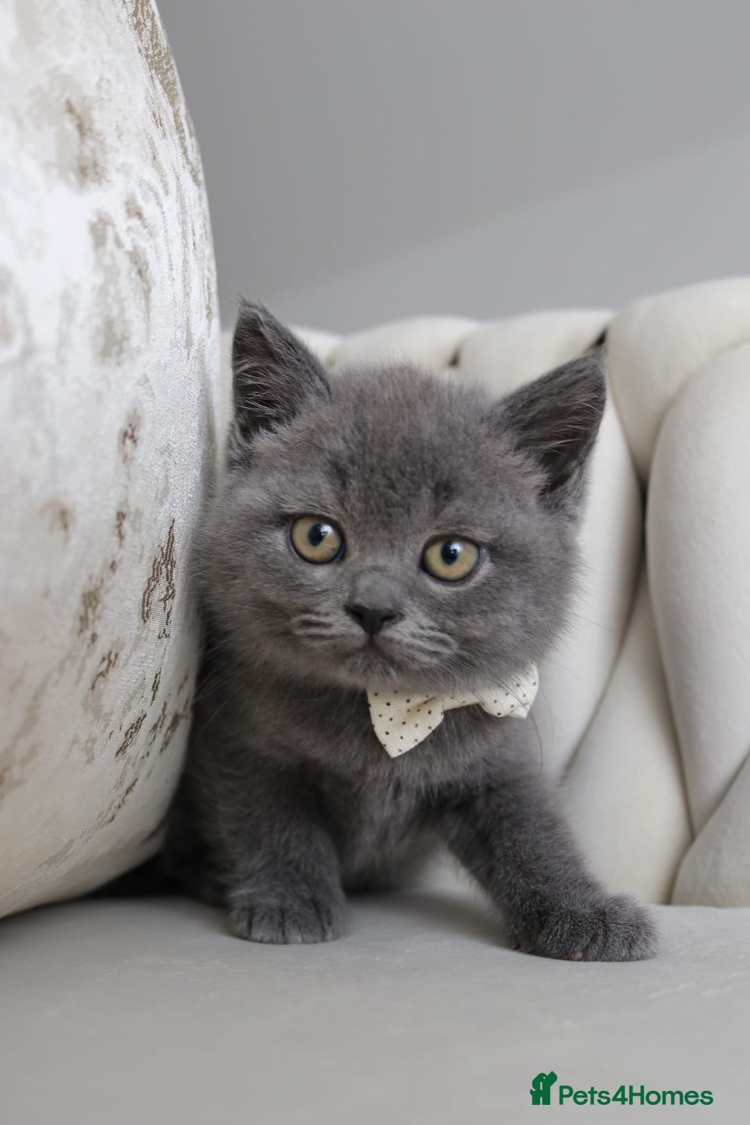 British Shorthair cats for sale: British shorthair  - Image 2