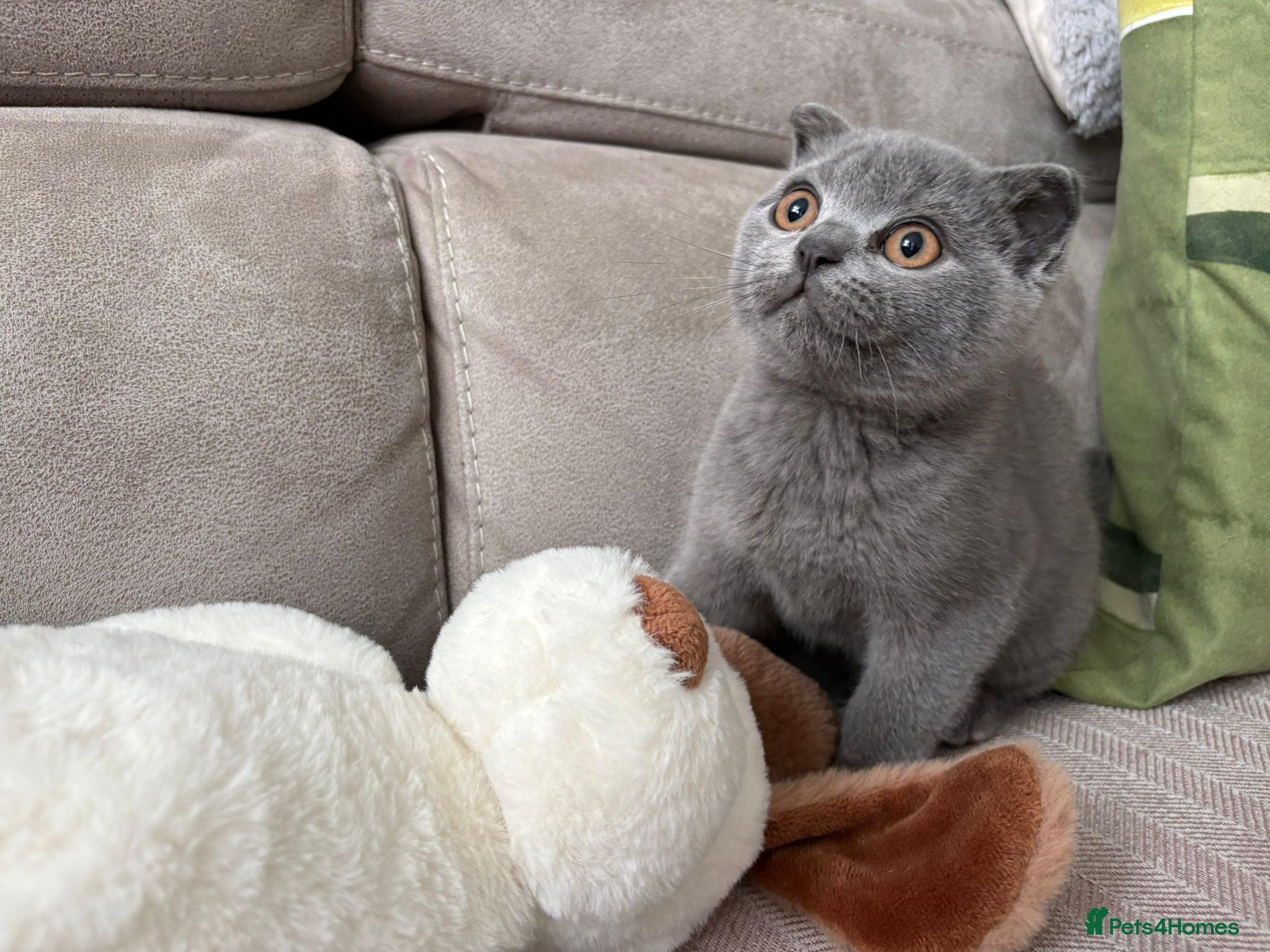 Scottish Fold cats Cheeky little Scottish fold male - Advert 2