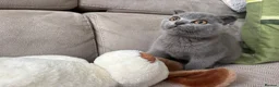 Scottish Fold cats for sale: Cheeky little Scottish fold male in Milton Keynes - Advert 1