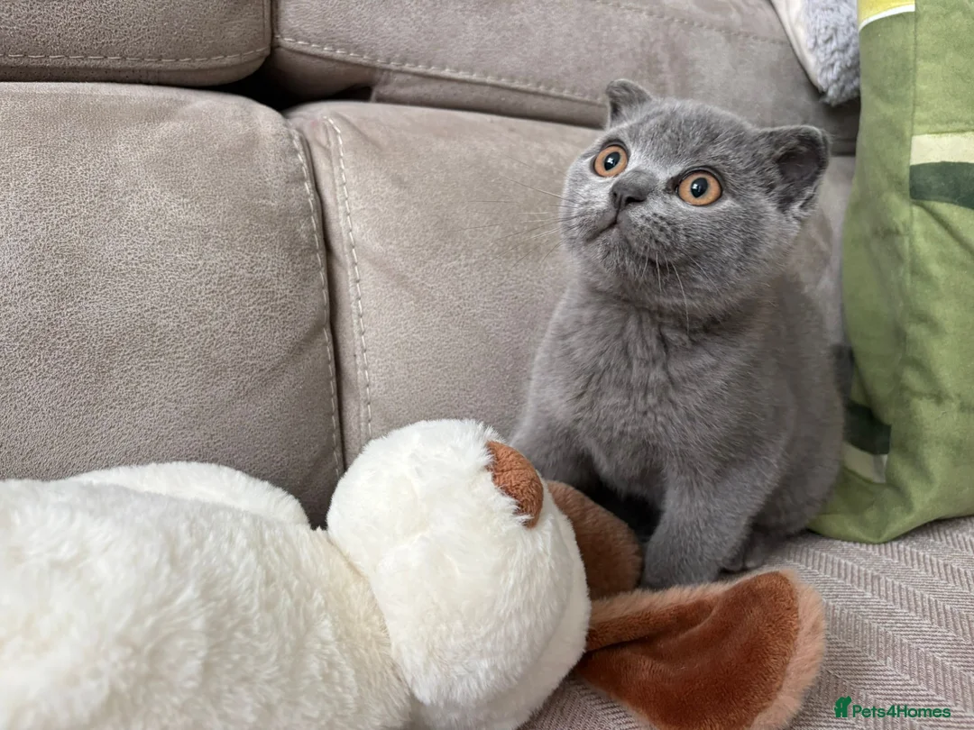 Scottish Fold cats for sale: Cheeky little Scottish fold male in Milton Keynes - Advert 1