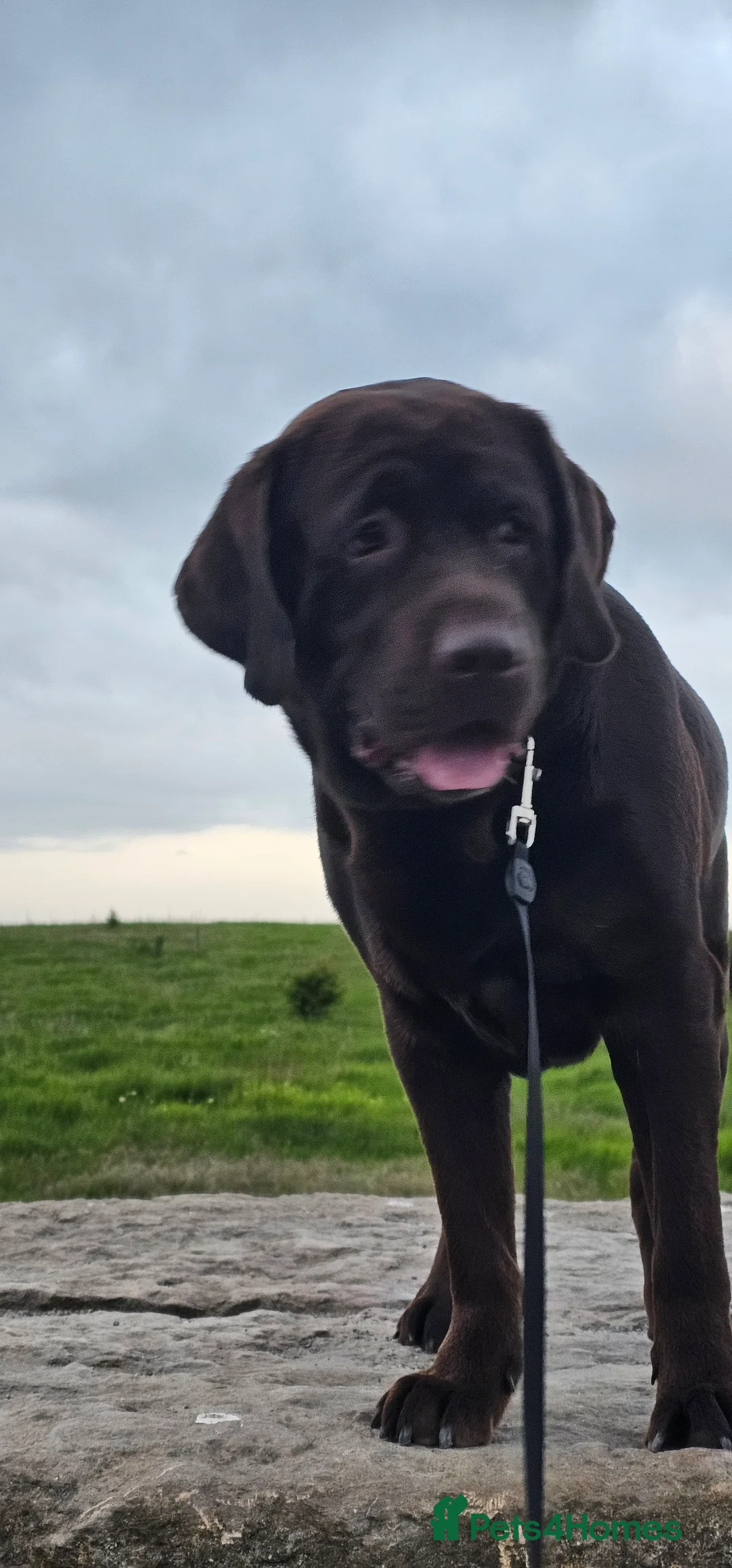 Labrador Retriever dogs for stud: Mr. Aj - Advert 9