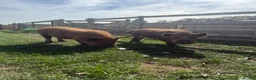 Pig livestock for sale: Kunekune boars & a barrow for sale  - Advert 1