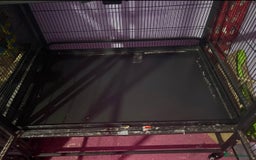 Rat rodents for sale: Pet planet cage only no animals  - Image 4