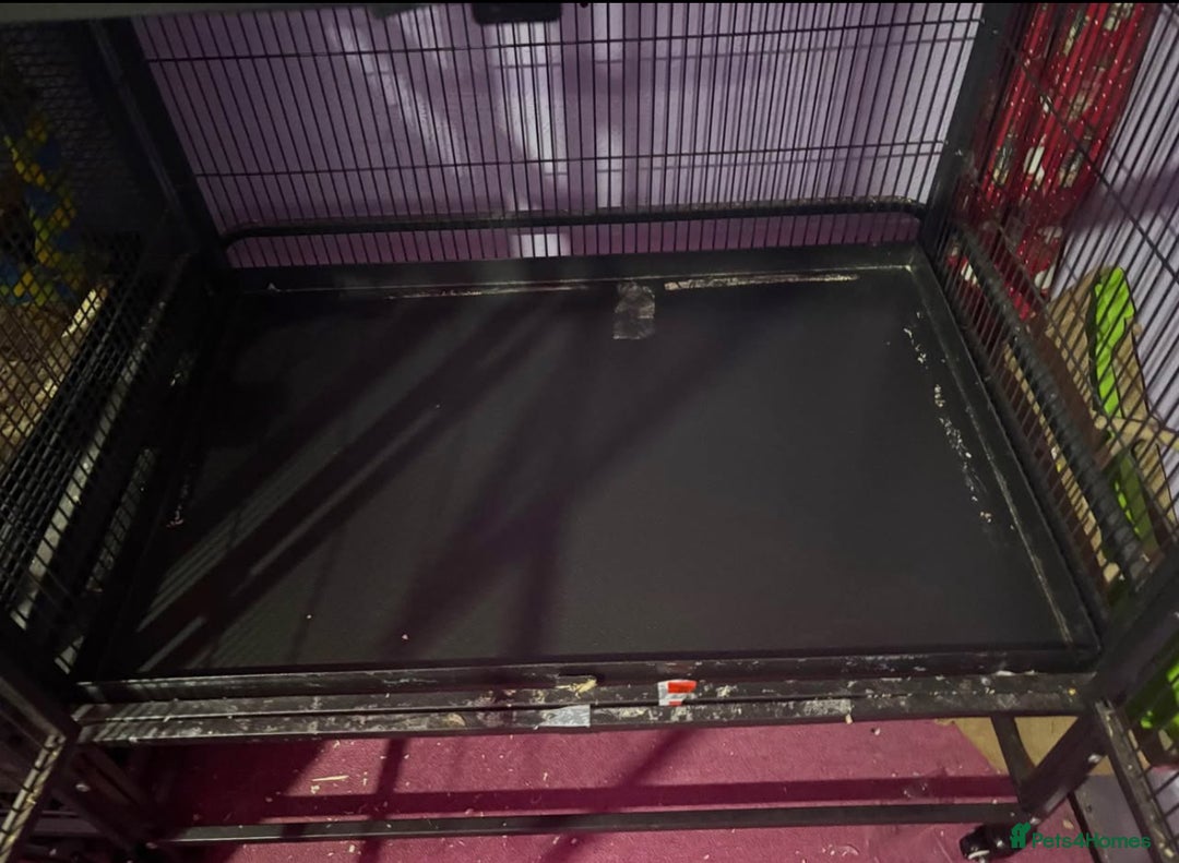 Rat rodents for sale: Pet planet cage only no animals  - Image 4