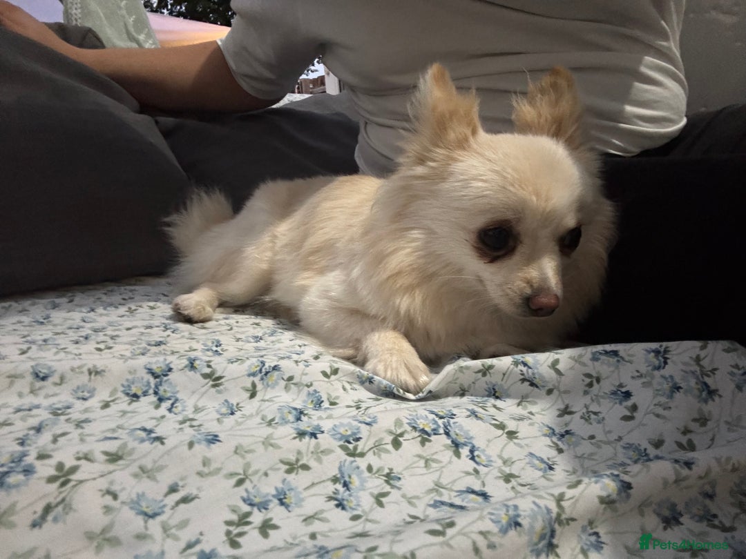 Pomeranian dogs for sale: Beautiful pure with pomerian for sale - Image 5
