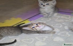 British Shorthair cats for sale: BRITISH SHORTHAIR KITTENS - Image 2