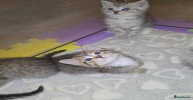 British Shorthair cats - Advert 7