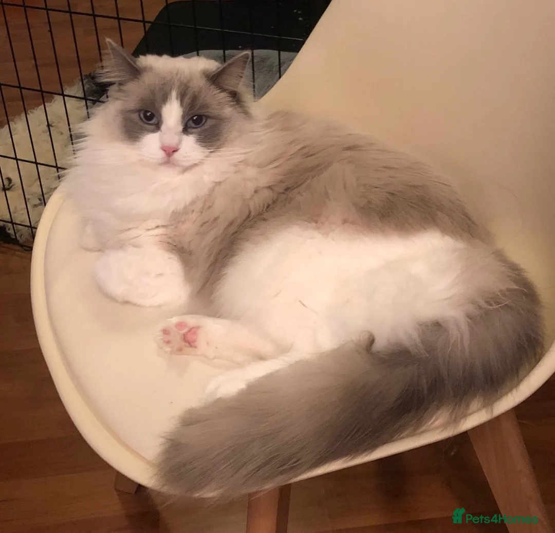 Ragdoll cats for sale: Beautiful GCCF Registered Ragdoll Looking for Home - Advert 4
