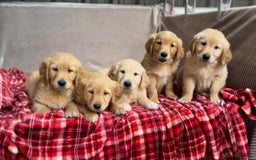 Golden Retriever dogs for sale: STUNNING GOLDEN RETRIEVER PUPPIES READY NOW - Image 1