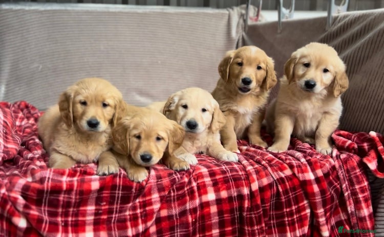 Golden Retriever dogs - Advert 1