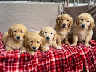 Golden Retriever dogs - Advert 1