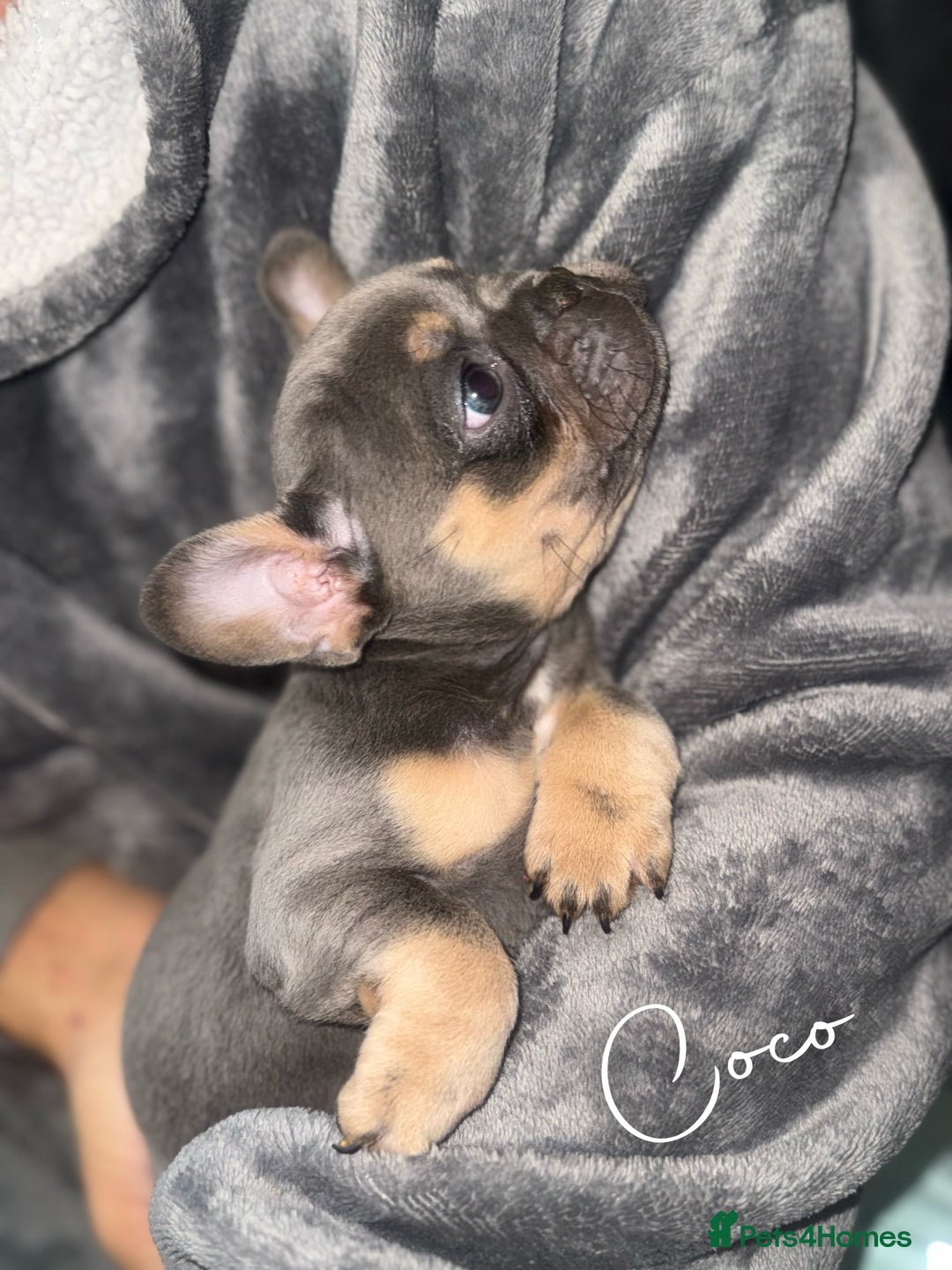 French Bulldog dogs for sale: Fluffy & testable frenchies - Advert 2