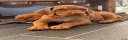 Hungarian Vizsla dogs for sale: Dual purpose Hungarian wirehaired Vizsla puppies - Advert 8