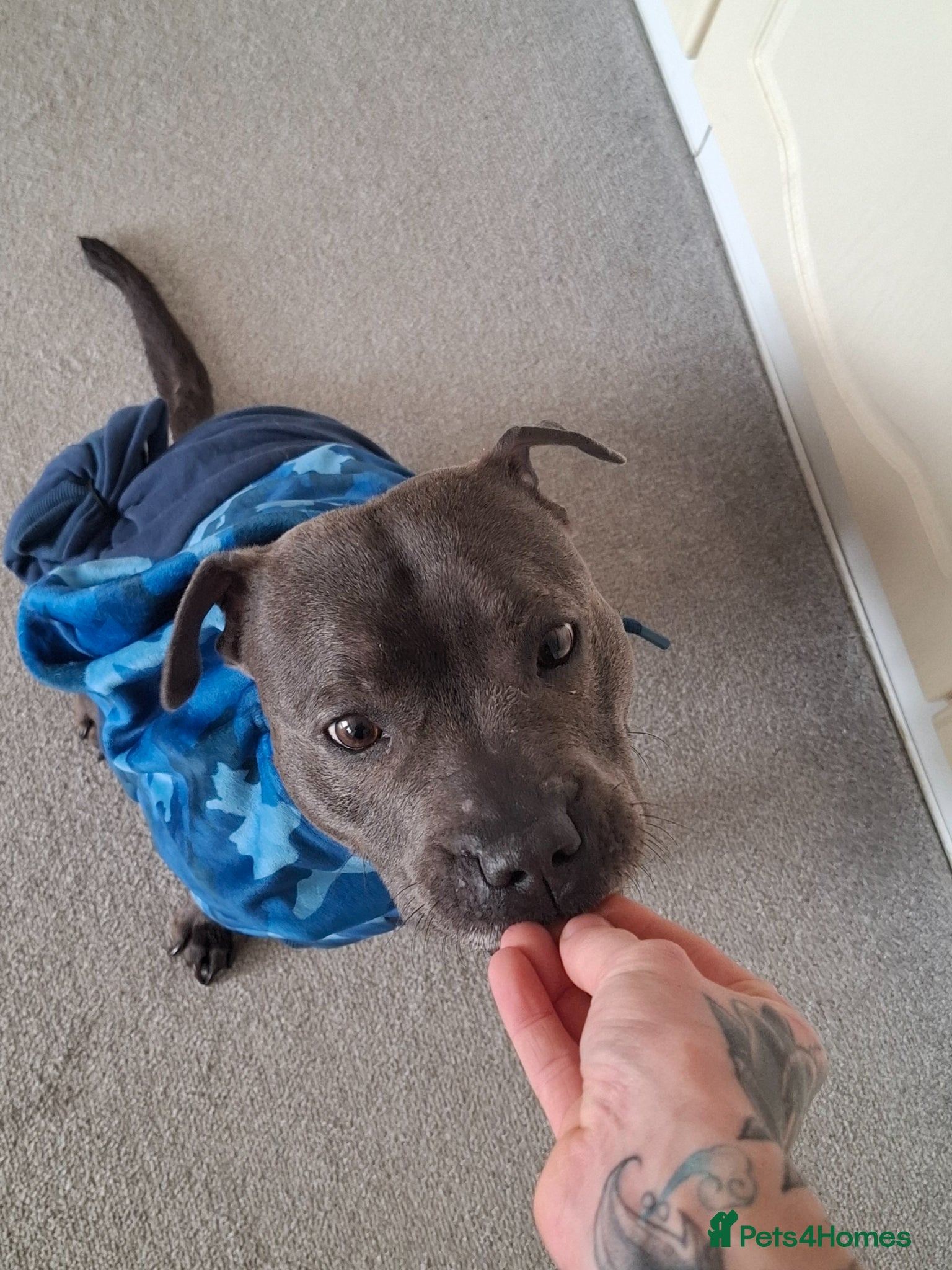 Staffordshire Bull Terrier dogs Gooner - Advert 7