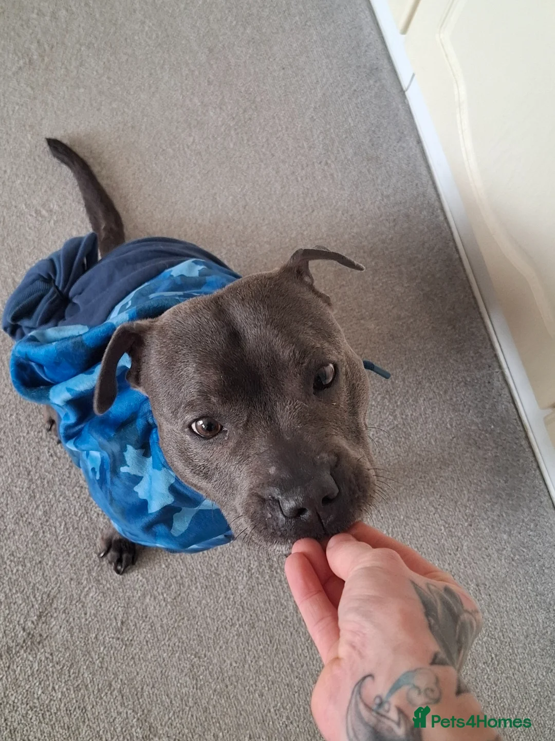 Staffordshire Bull Terrier dogs for sale: Gooner - Advert 1