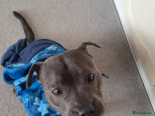 Staffordshire Bull Terrier dogs Gooner - Advert 5