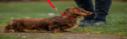 Dachshund dogs for stud: Beautiful longhair stud pups available  in Swansea - Advert 3