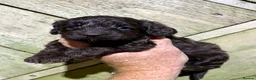 Cockapoo dogs for sale: Chocolate Cockapoo Pups - Advert 4