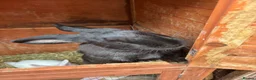 Continental Giant rabbits for sale: Female Continental Giant  - Advert 3