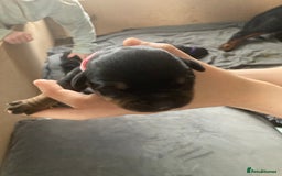 Rottweiler dogs for sale: Rottweiler  - Advert 12