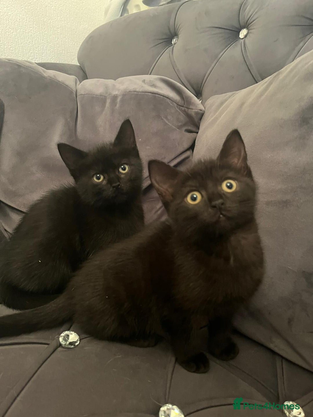 Brazilian Shorthair cats for sale: British short hair x siamese - Advert 3