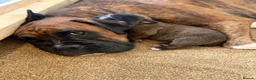 Boxer dogs for sale:  Beautiful Boxer Puppies  in Bristol - Advert 13
