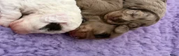 Cockapoo dogs for sale: Beautiful litter of f1b cockapoo girls - Advert 21