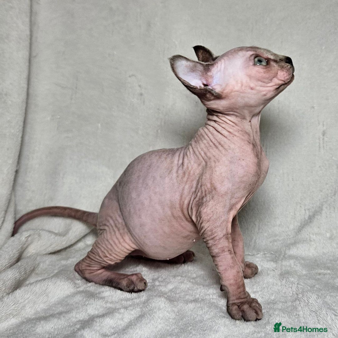 Sphynx cats for sale: Charming Tortie Kitten with TICA is ready now! - Image 8