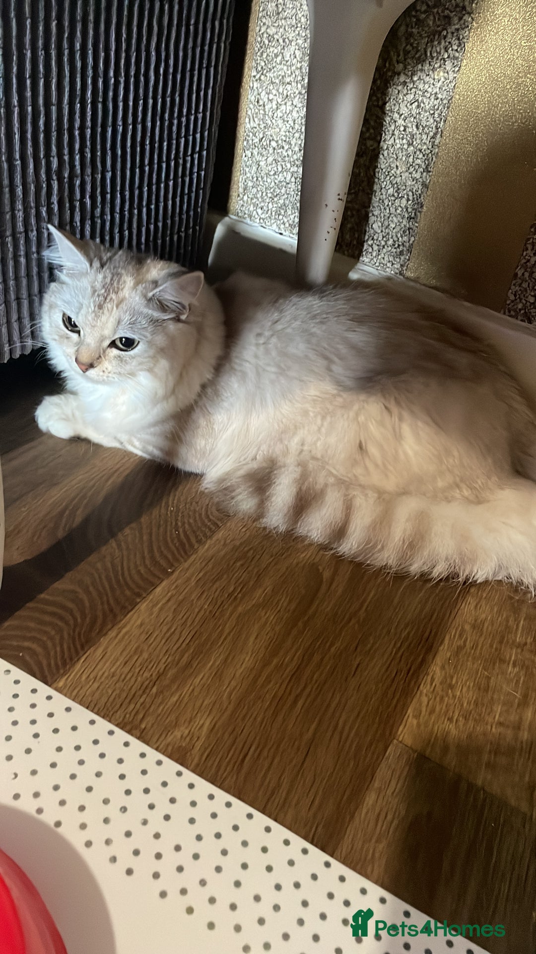 Siberian cats for sale: REDUCED!!! Pure breed hypoallergenic siberian - Image 5