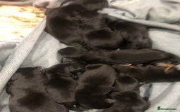 Mixed Breed dogs for sale: Rottweiler x German shepherd pupps - Image 2