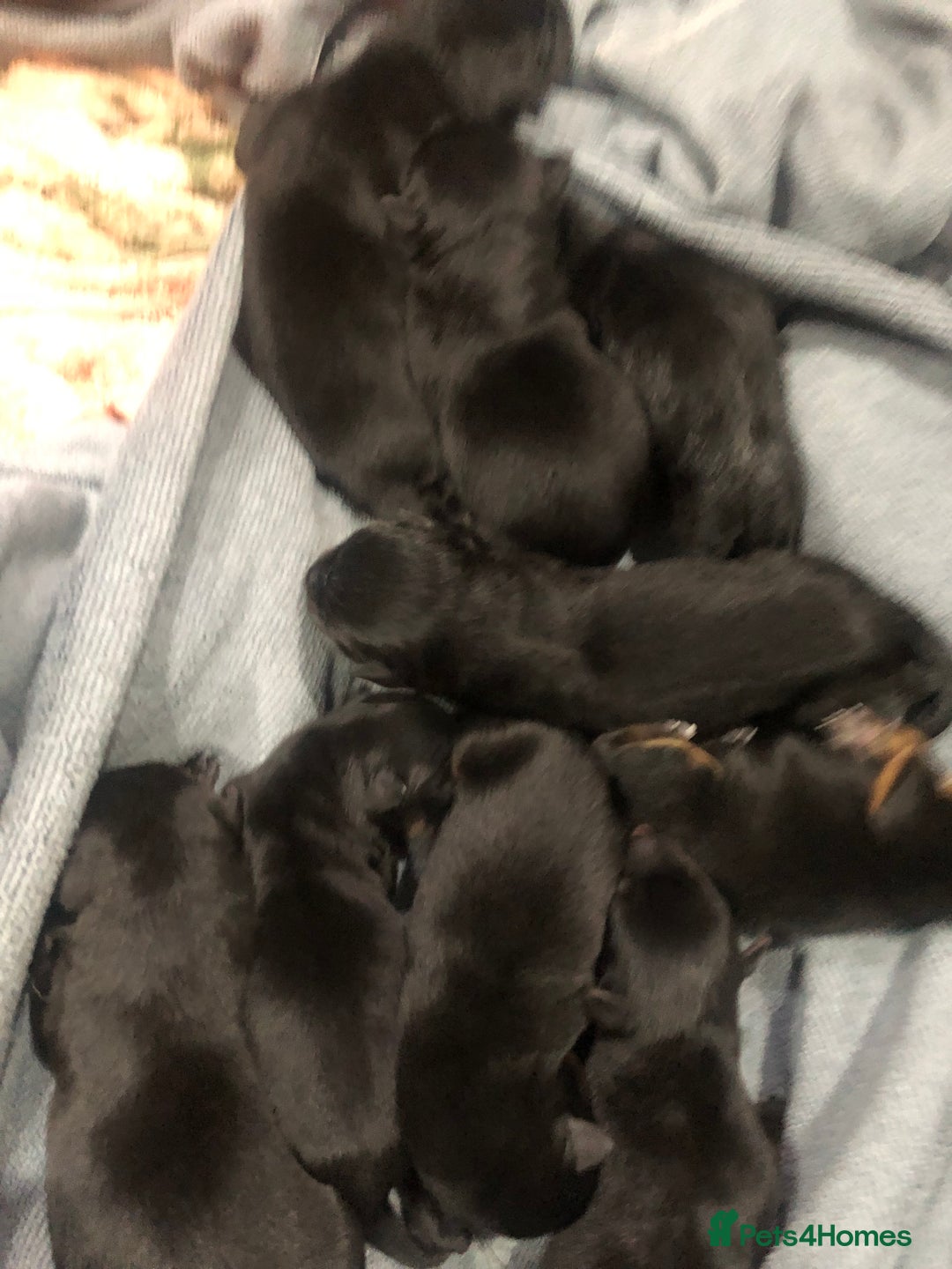 Mixed Breed dogs for sale: Rottweiler x German shepherd pupps - Image 2