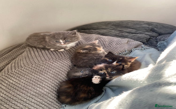 Mixed Breed cats - Advert 4
